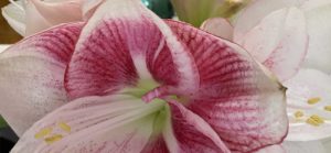 blumen