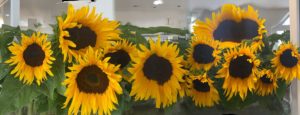 sonnenblumen
