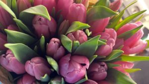 tulpen frühling